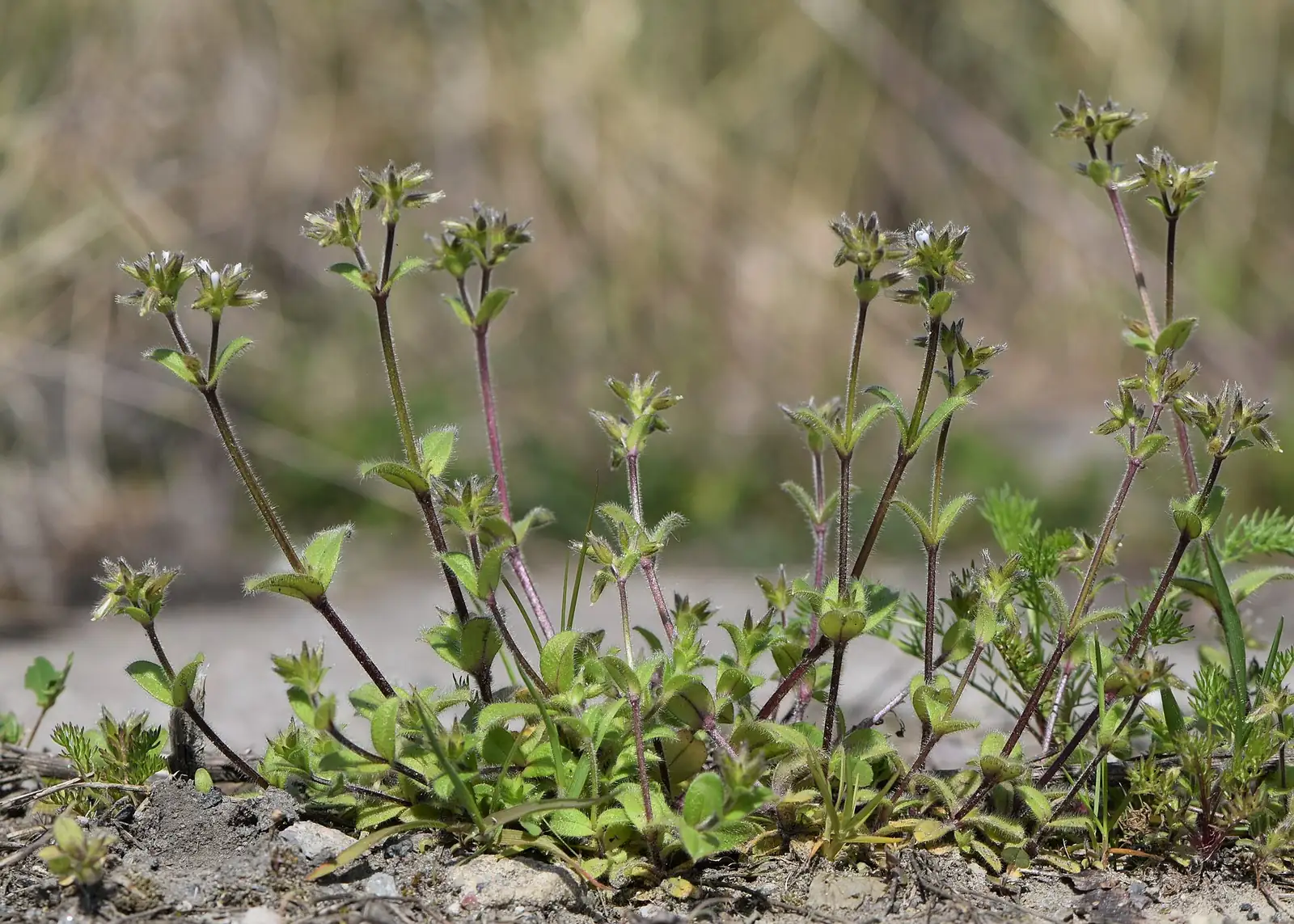 球序卷耳 (Cerastium glomeratum) — 更多视角