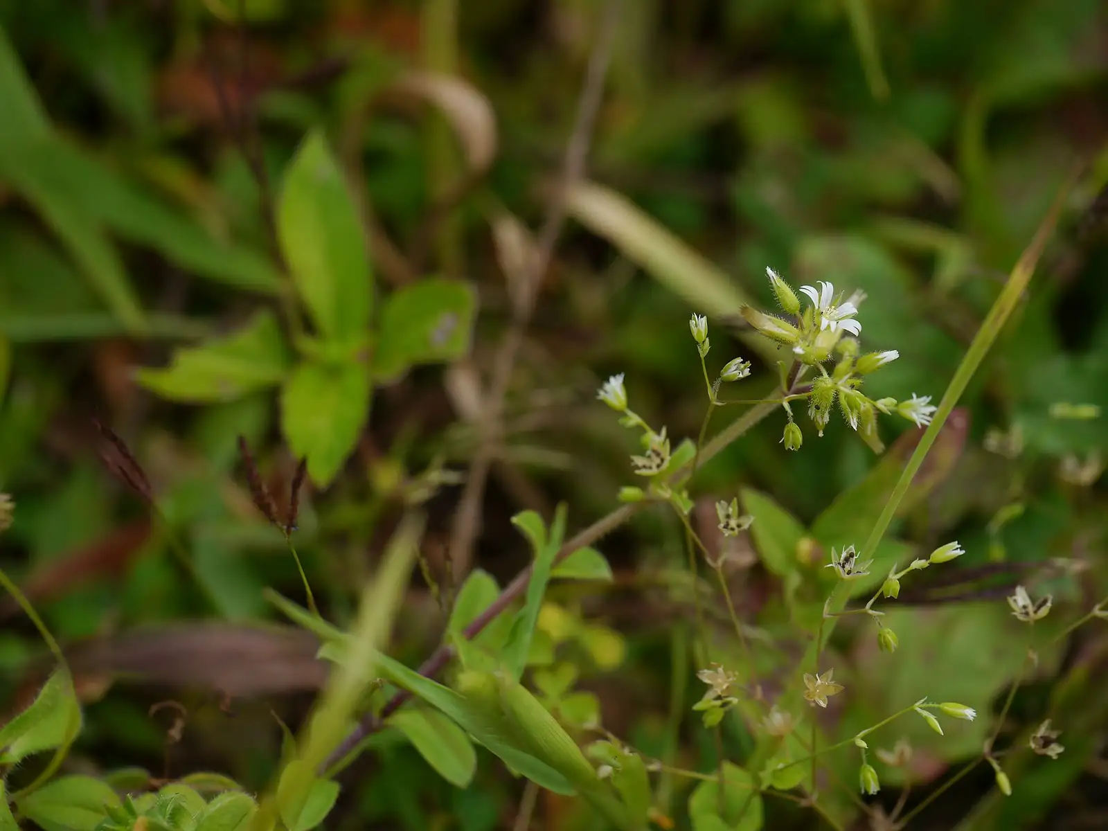 球序卷耳 (Cerastium glomeratum) — 环境展示