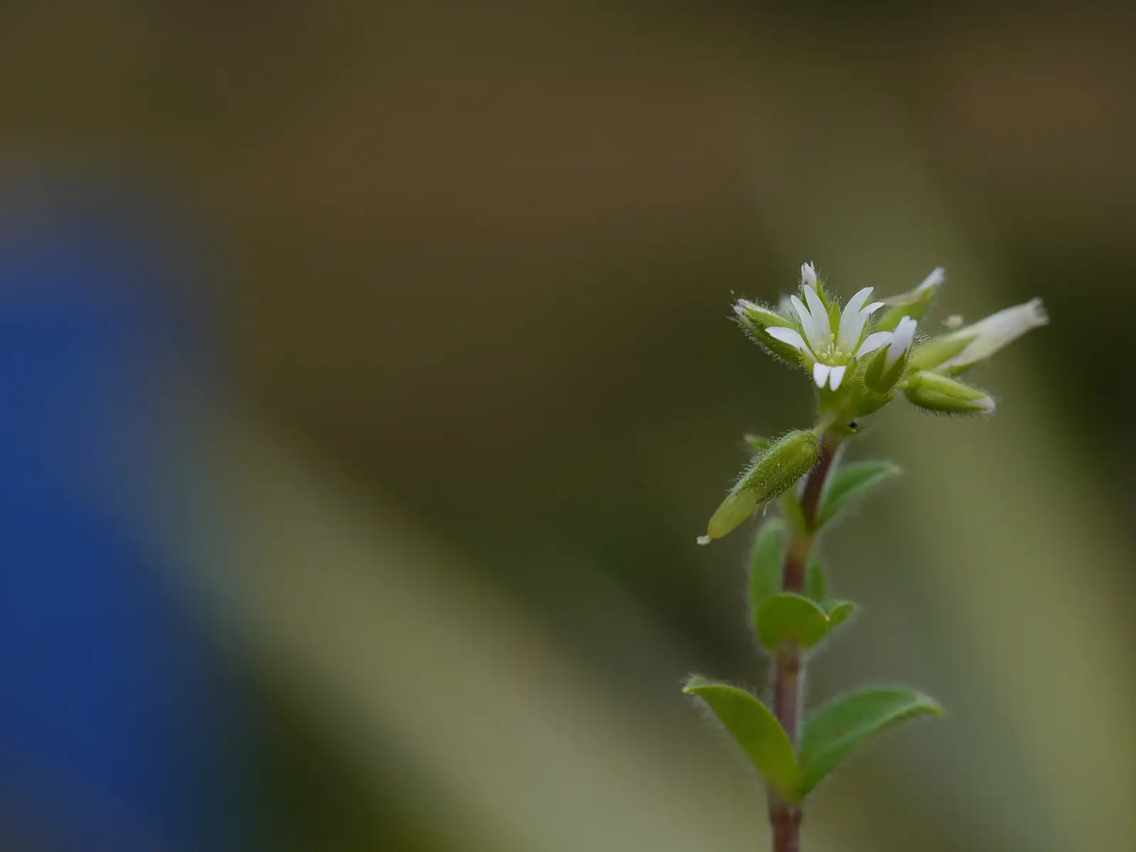 球序卷耳 (Cerastium glomeratum) — 更多视角