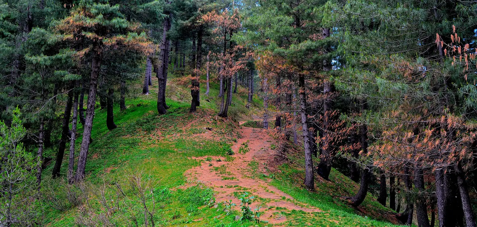 乔松 (Pinus wallichiana) — 特写