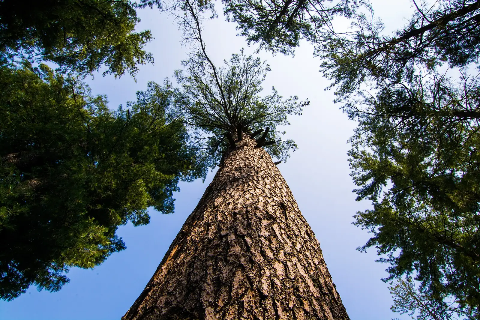 乔松 (Pinus wallichiana) — 更多视角