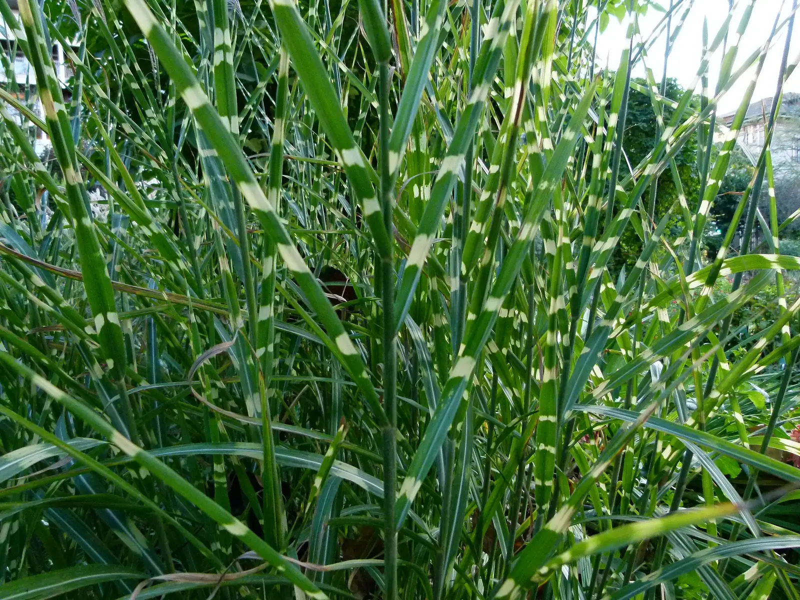 斑叶芒 (Miscanthus sinensis 'Zebrinus') — 环境展示