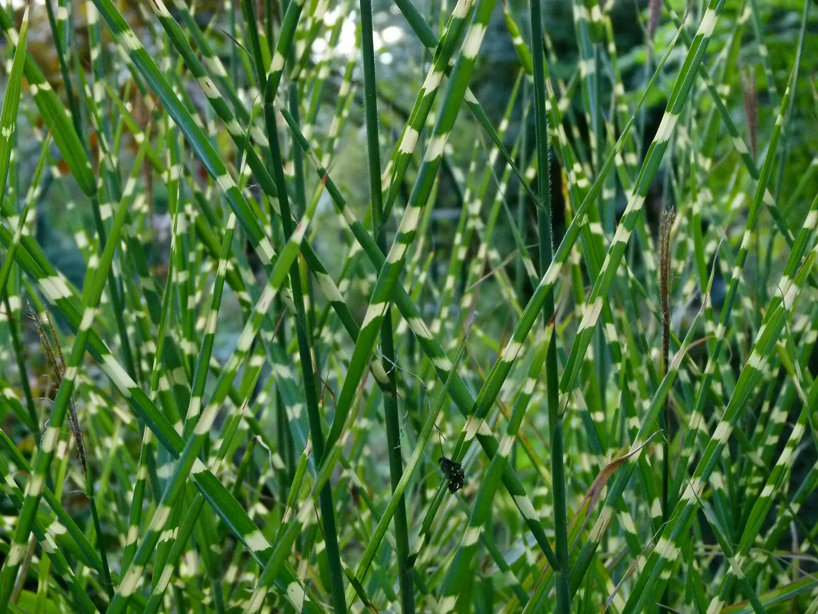 斑叶芒 (Miscanthus sinensis 'Zebrinus') — 更多视角