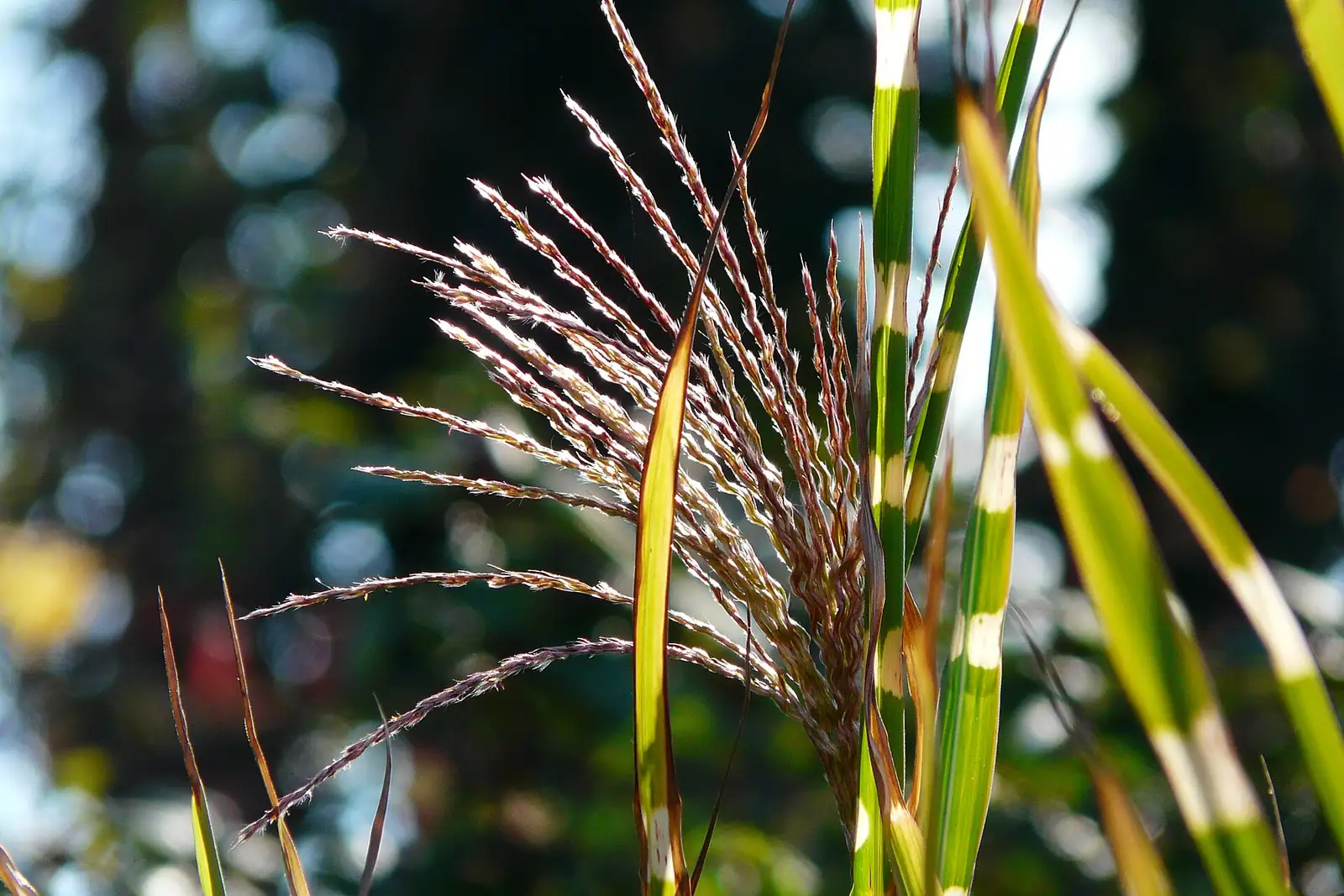 斑叶芒 (Miscanthus sinensis 'Zebrinus') — 特写
