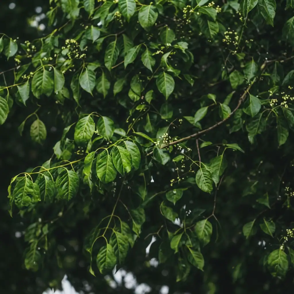 丝绵木 (Euonymus maackii) — 环境展示