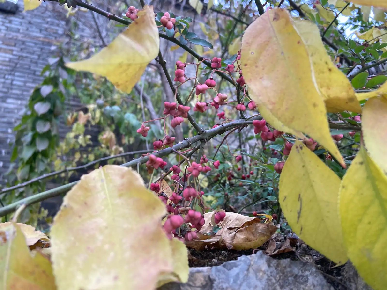 丝绵木 (Euonymus maackii) — 更多视角