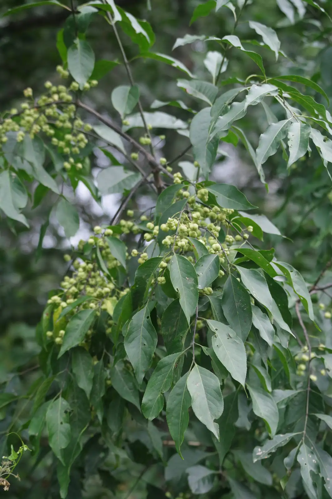 丝绵木 (Euonymus maackii) — 更多视角
