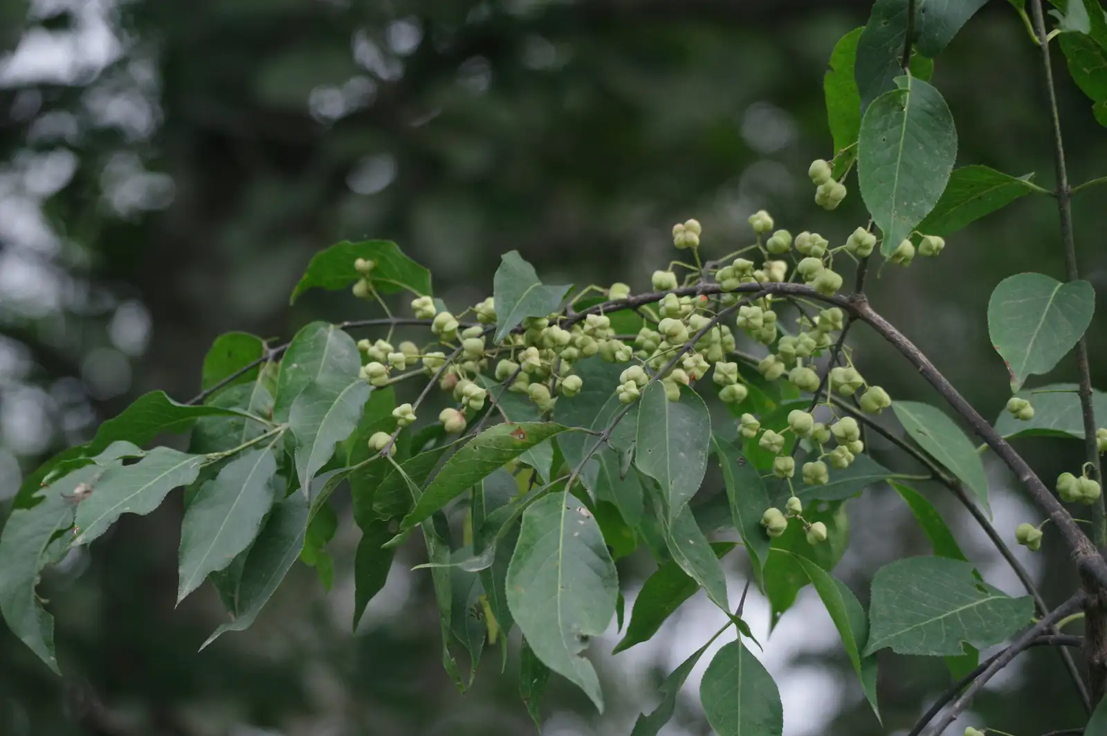 丝绵木 (Euonymus maackii) — 更多视角