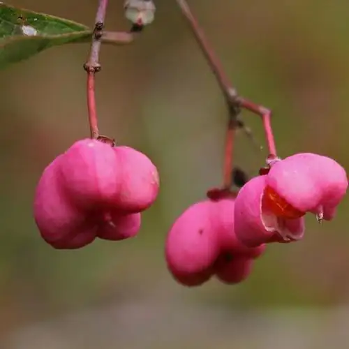丝绵木 (Euonymus maackii) — 细节