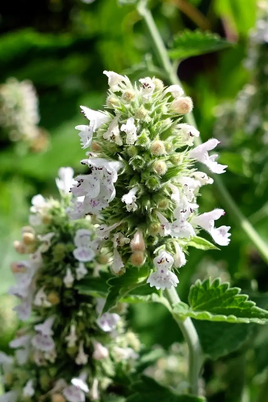 猫薄荷 (Nepeta cataria L.) — 主图