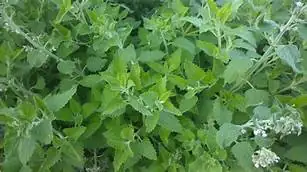猫薄荷 (Nepeta cataria L.) — 环境展示