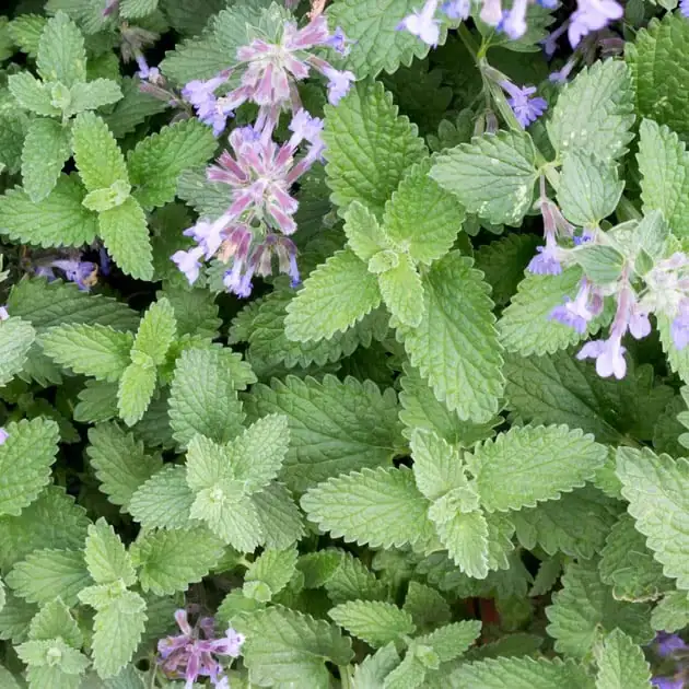 猫薄荷 (Nepeta cataria L.) — 细节