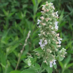 猫薄荷 (Nepeta cataria L.) — 特写