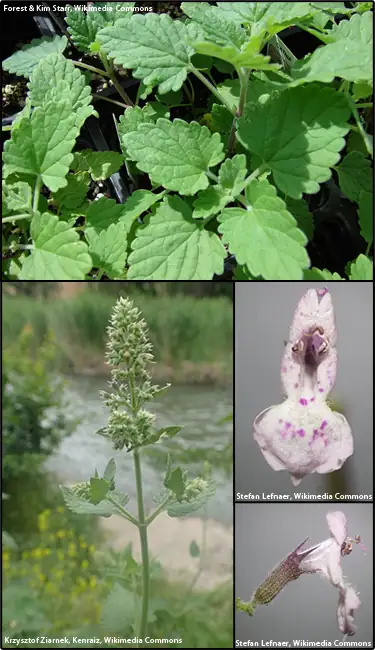 猫薄荷 (Nepeta cataria L.) — 更多视角