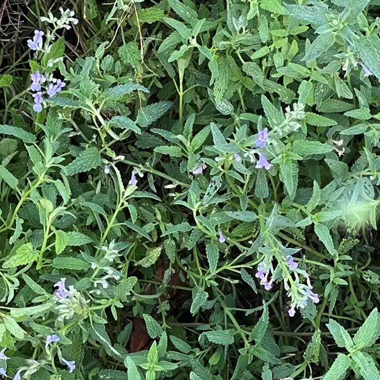 猫薄荷 (Nepeta cataria L.) — 更多视角