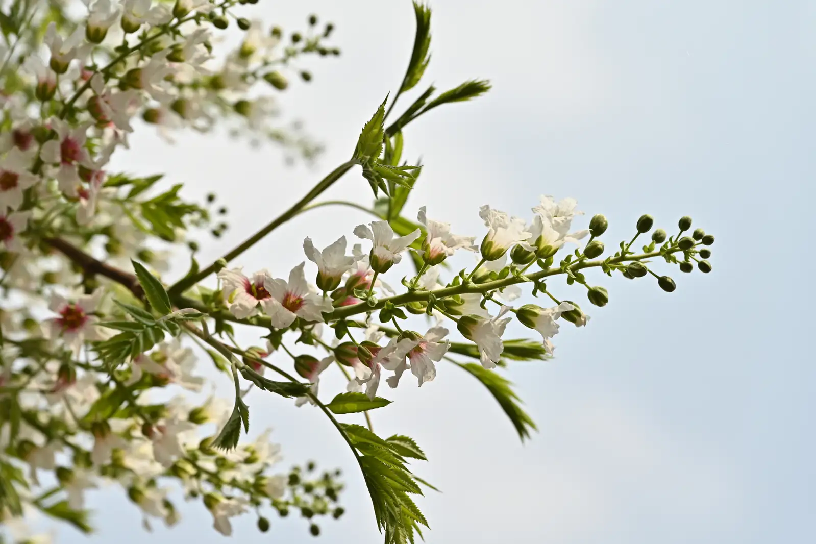 Yellowhorn (Xanthoceras sorbifolium) — detail