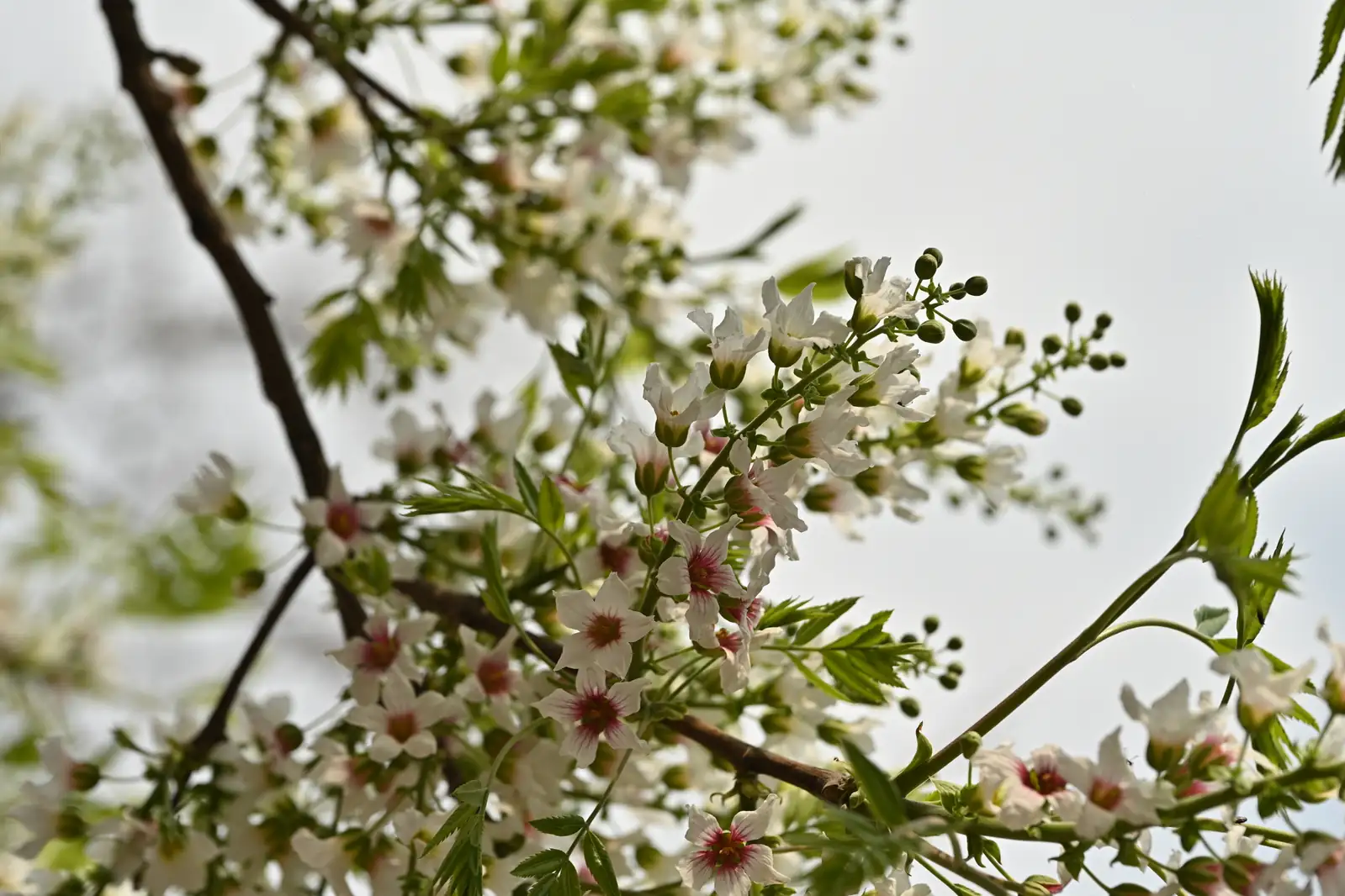 Yellowhorn (Xanthoceras sorbifolium) — close-up