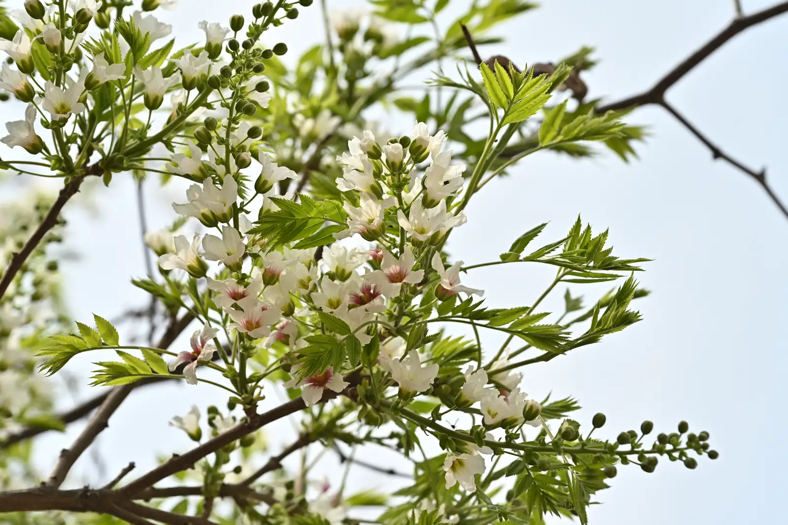 Yellowhorn (Xanthoceras sorbifolium) — in setting