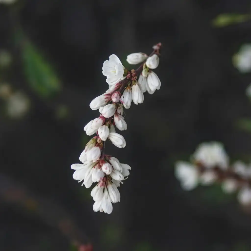 桃叶蓼 (Persicaria maculosa) — 主图