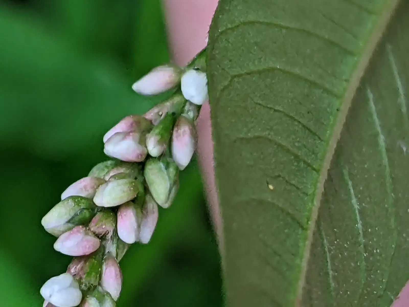 桃叶蓼 (Persicaria maculosa) — 更多视角