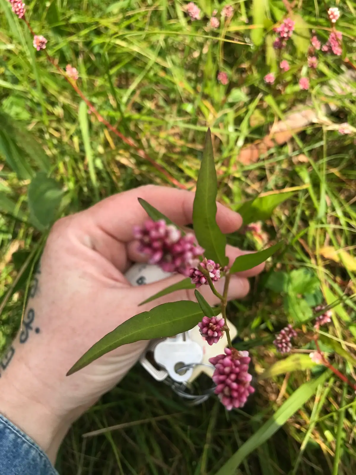 桃叶蓼 (Persicaria maculosa) — 更多视角