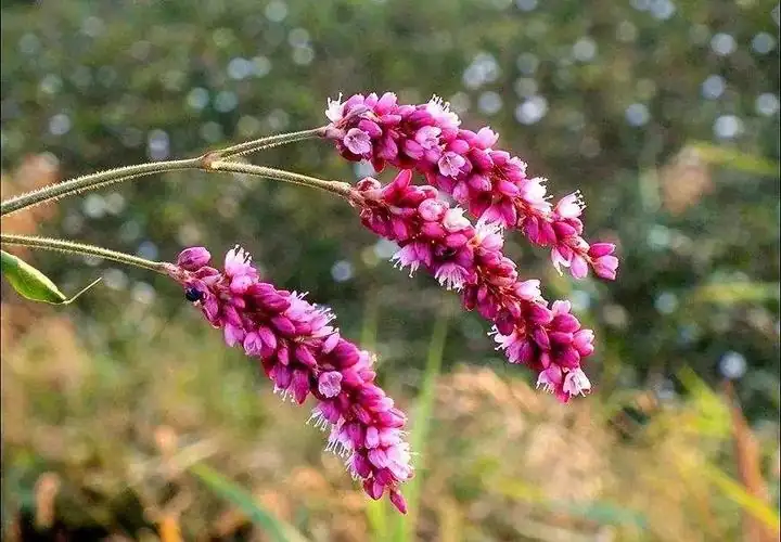 桃叶蓼 (Persicaria maculosa) — 特写