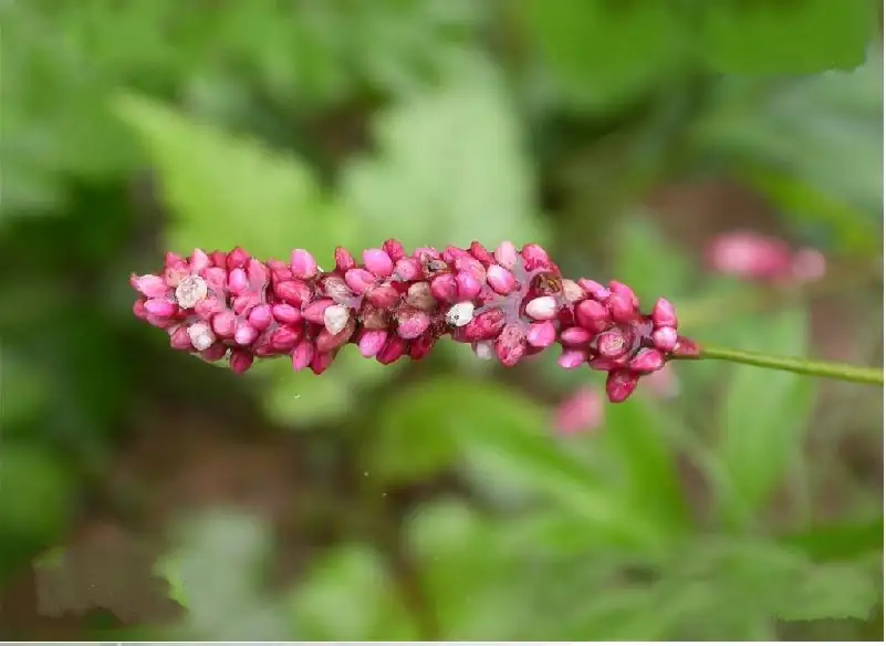 桃叶蓼 (Persicaria maculosa) — 环境展示
