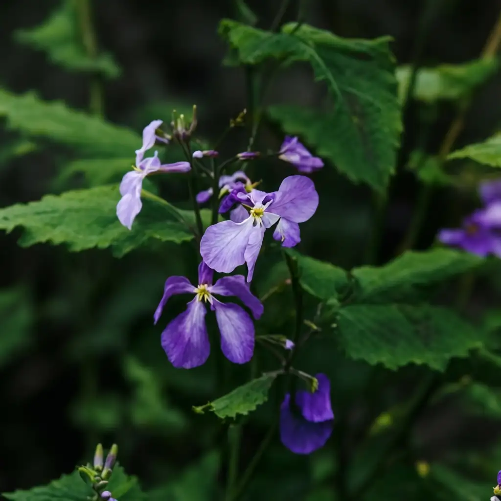 诸葛菜 (Orychophragmus violaceus) — 细节
