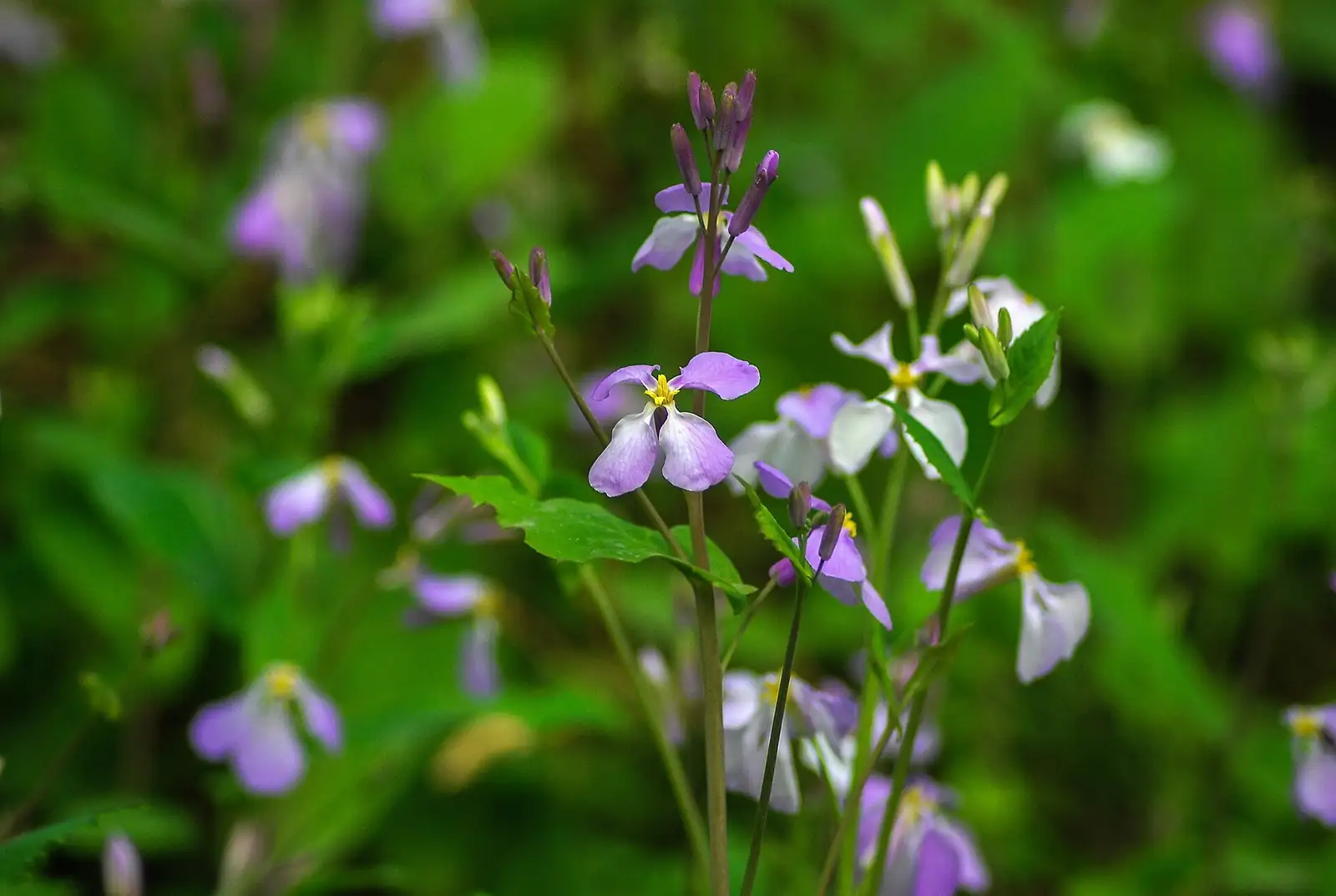 诸葛菜 (Orychophragmus violaceus) — 环境展示