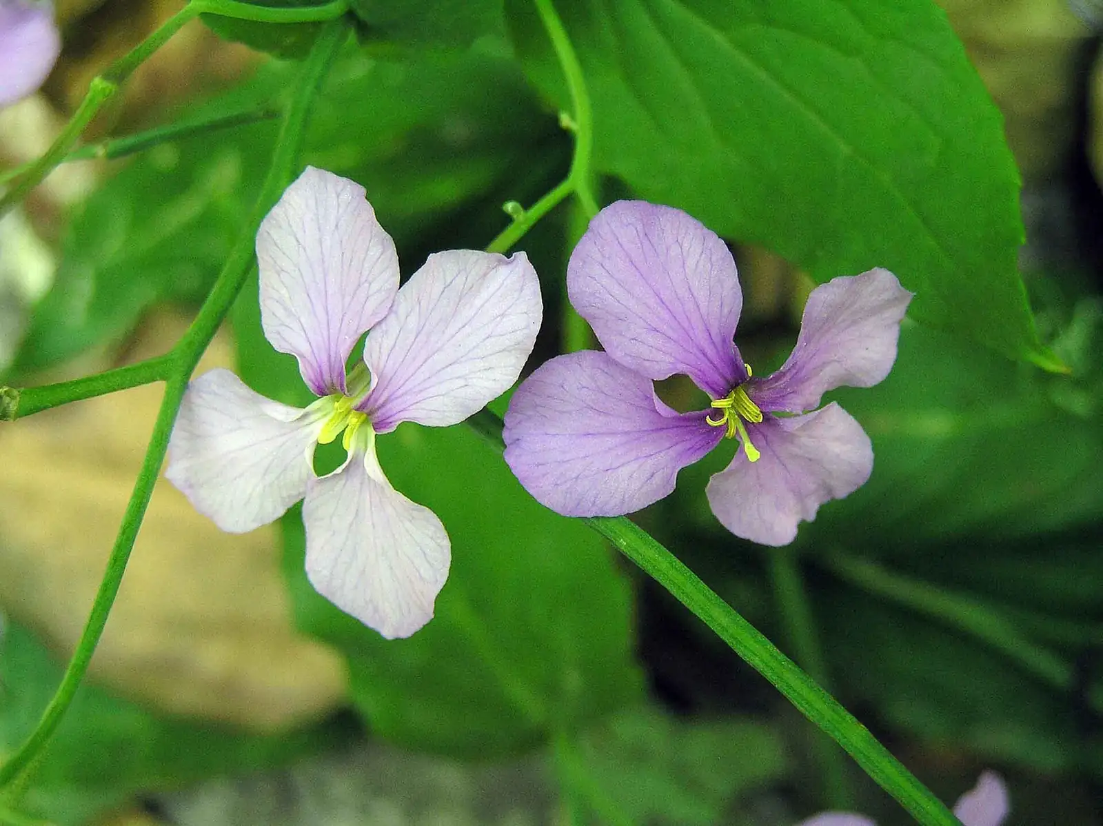 诸葛菜 (Orychophragmus violaceus) — 更多视角