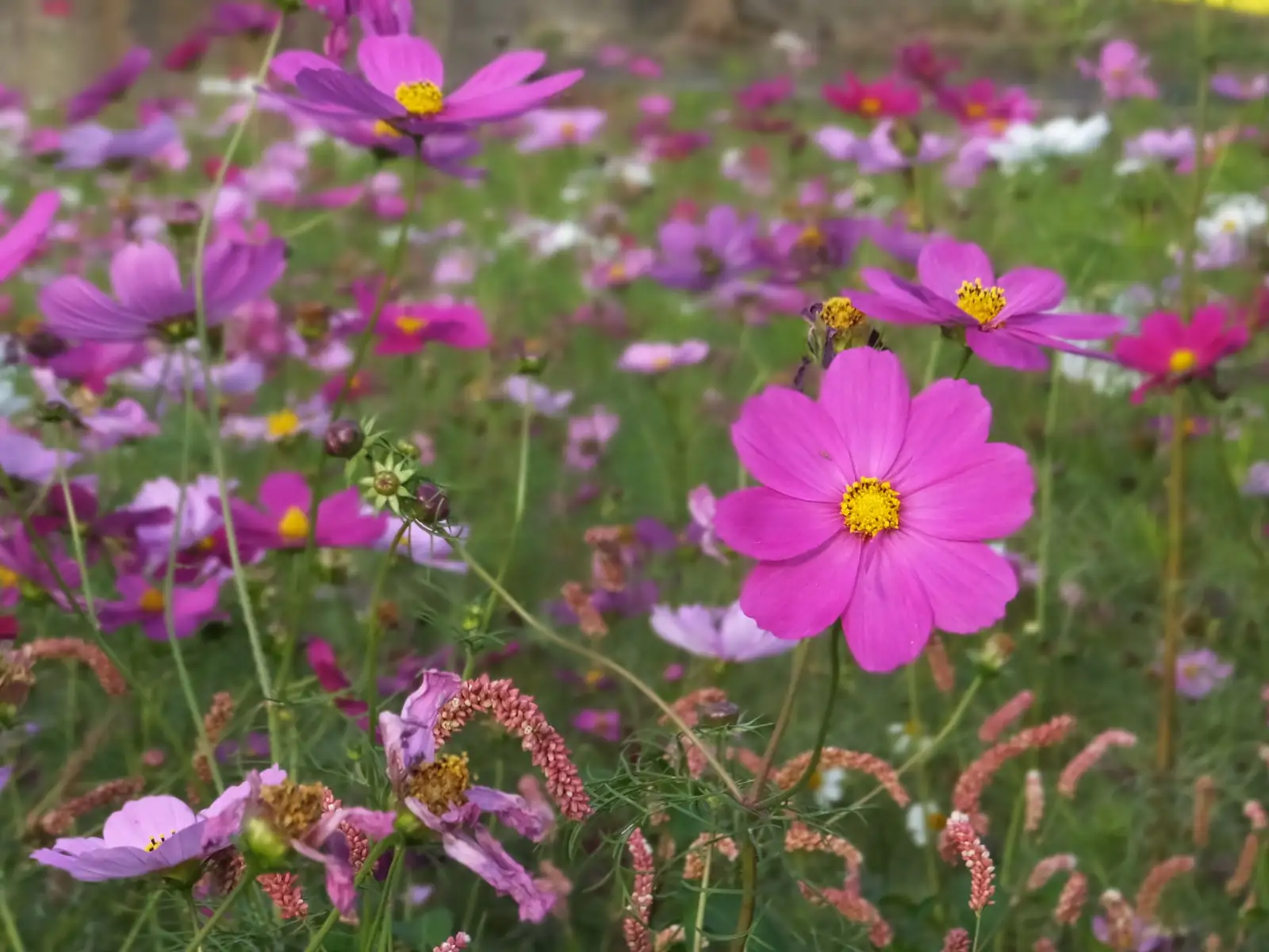 波斯菊 (Cosmos bipinnatus Cav.) — 主图