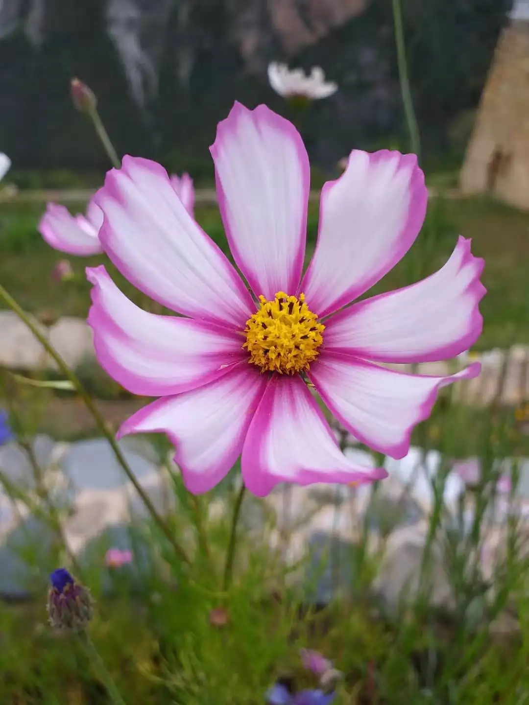 波斯菊 (Cosmos bipinnatus Cav.) — 细节