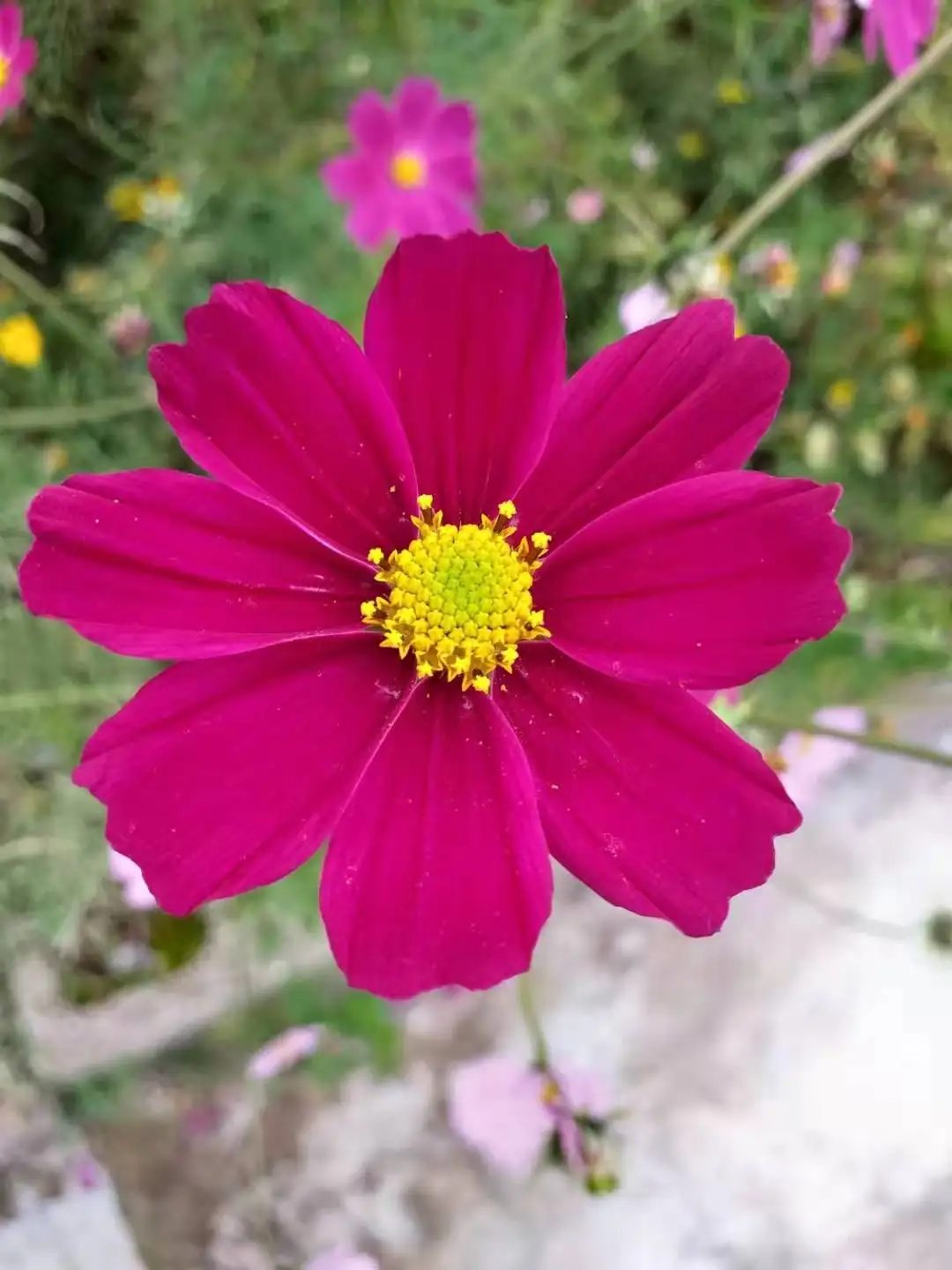 波斯菊 (Cosmos bipinnatus Cav.) — 特写