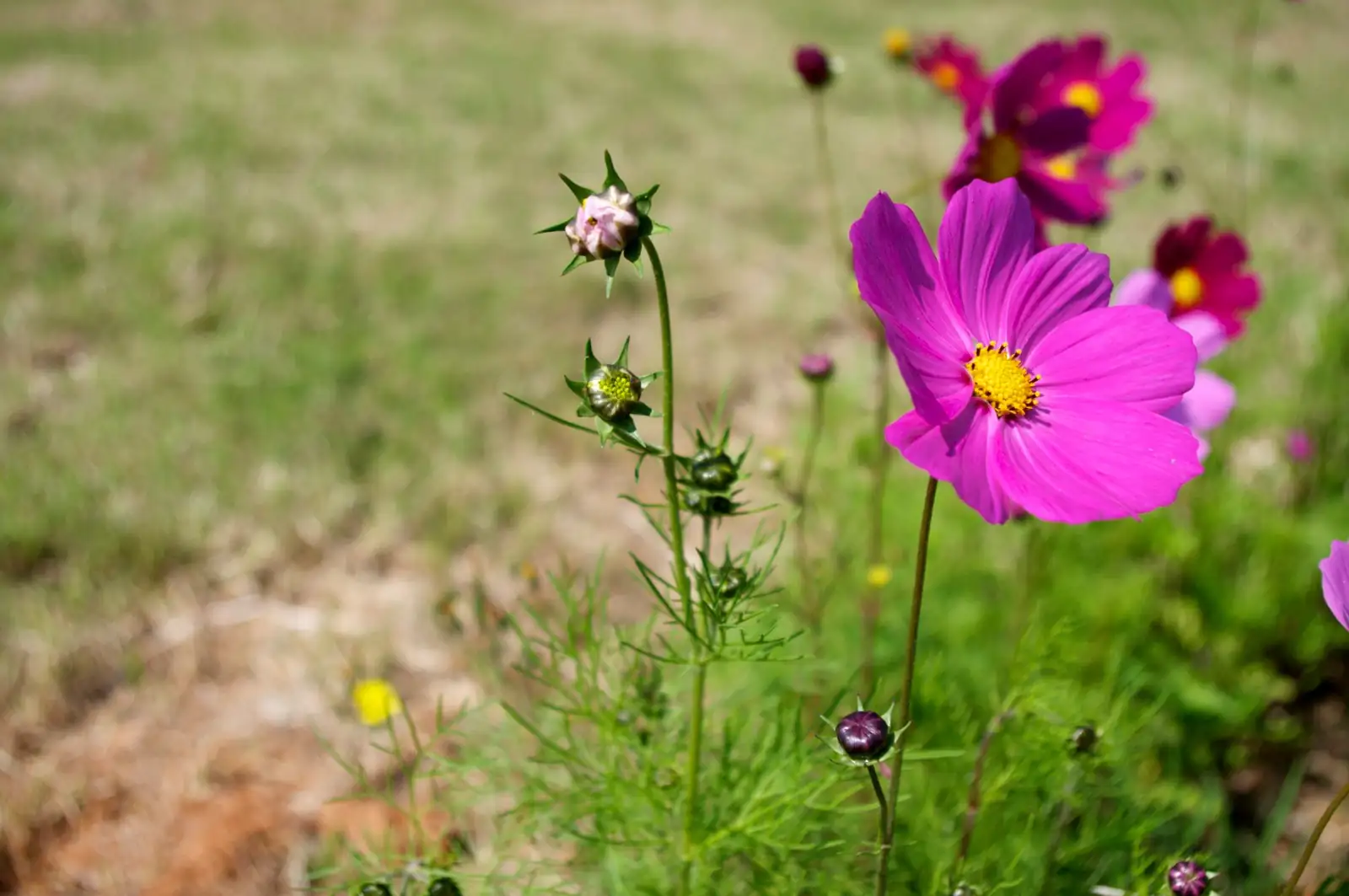 波斯菊 (Cosmos bipinnatus Cav.) — 环境展示