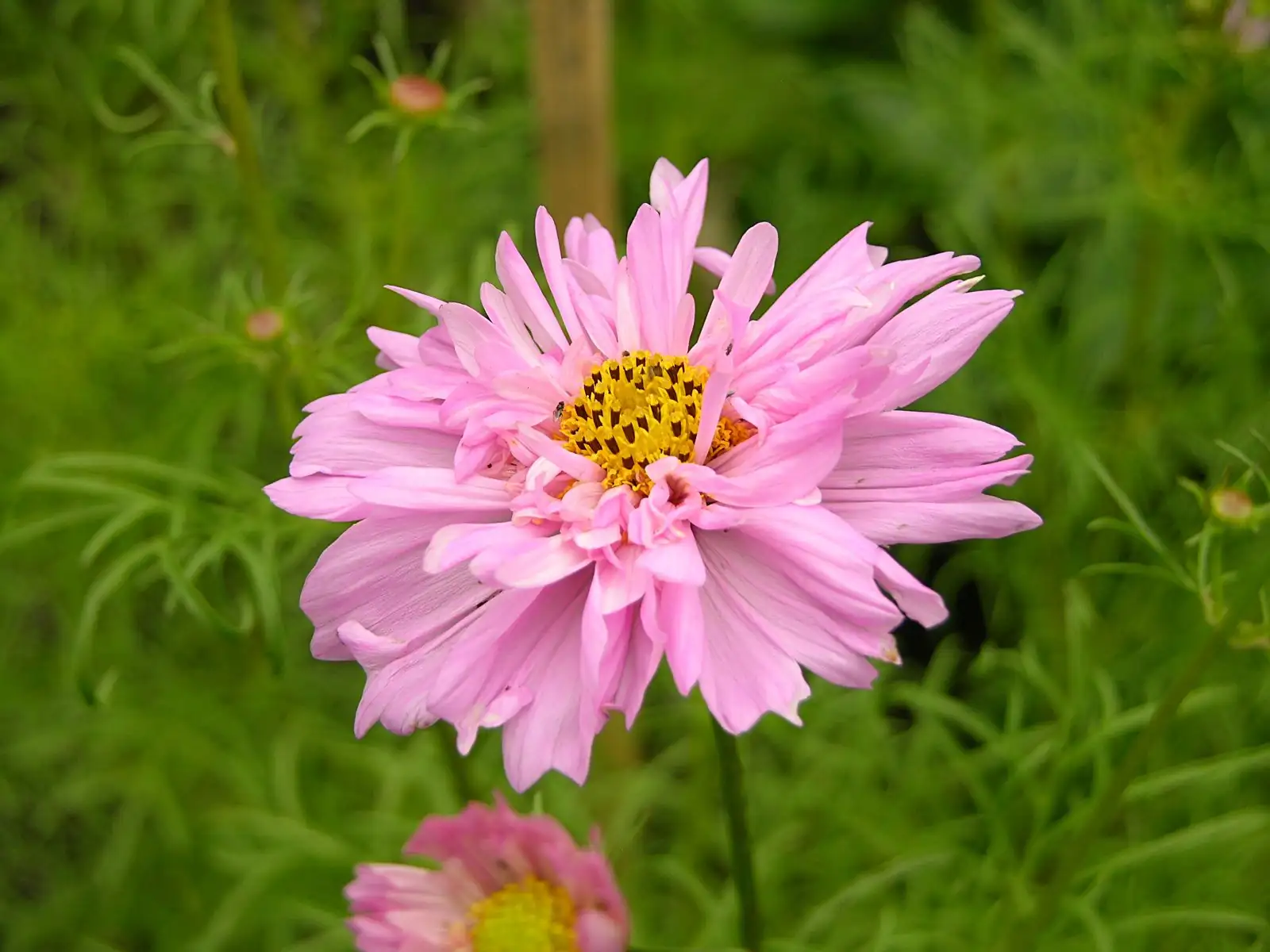 波斯菊 (Cosmos bipinnatus Cav.) — 更多视角