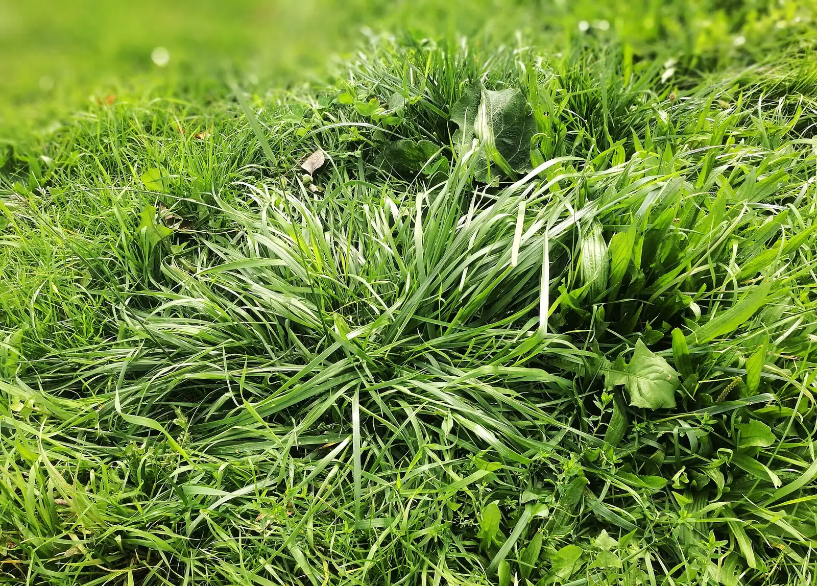 黑麦草 (Lolium perenne) — 特写