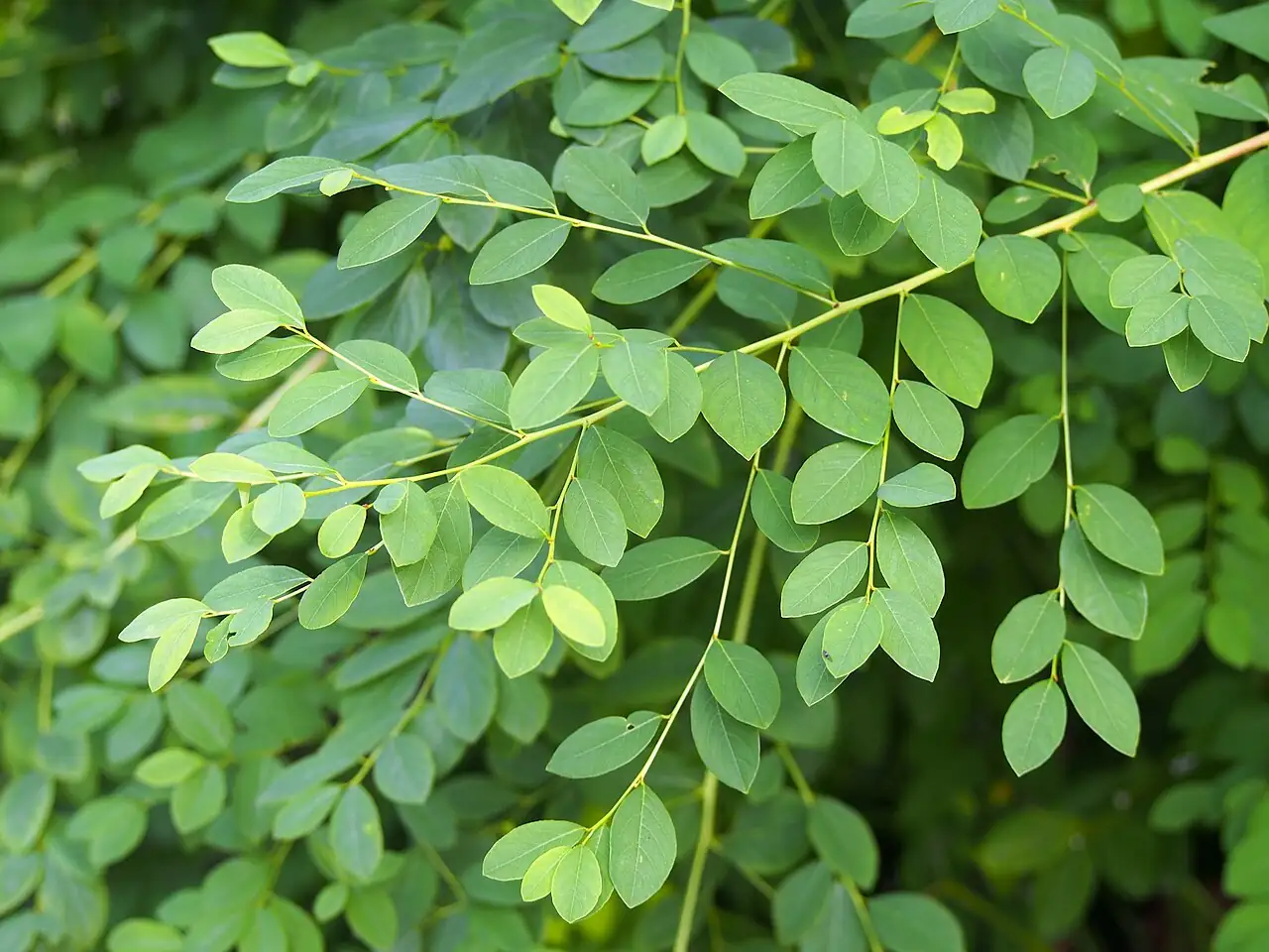 一叶萩 (Flueggea suffruticosa) — 主图
