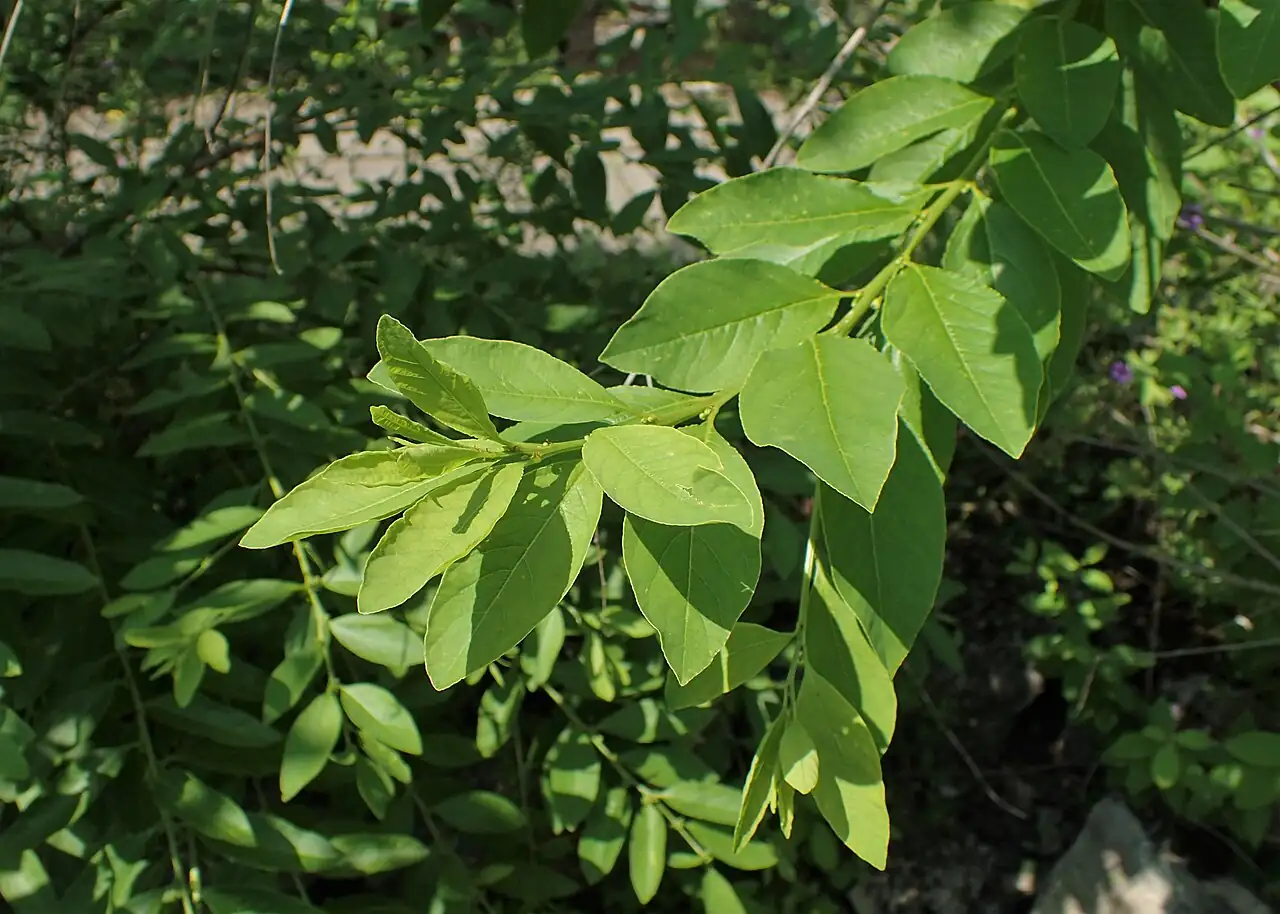 一叶萩 (Flueggea suffruticosa) — 环境展示