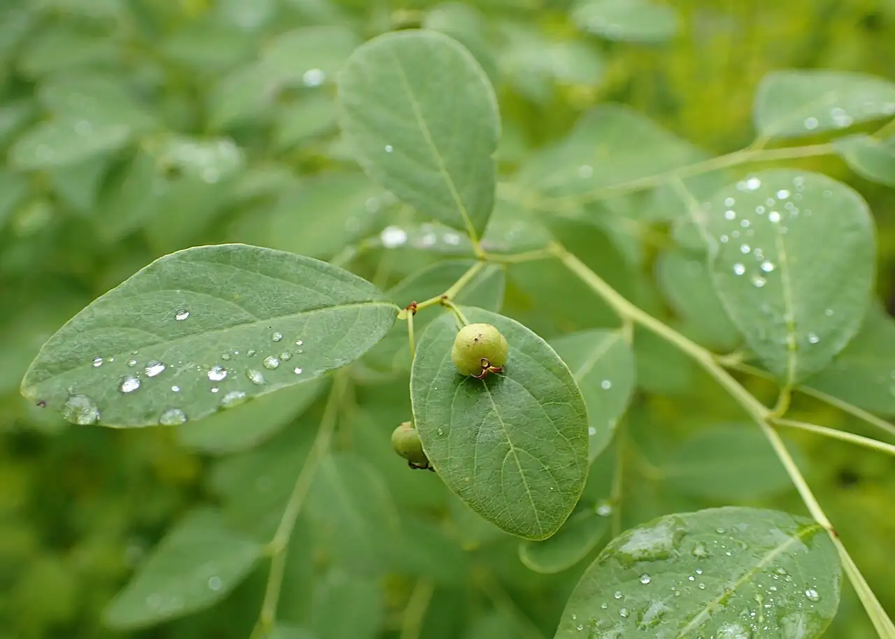 一叶萩 (Flueggea suffruticosa) — 更多视角