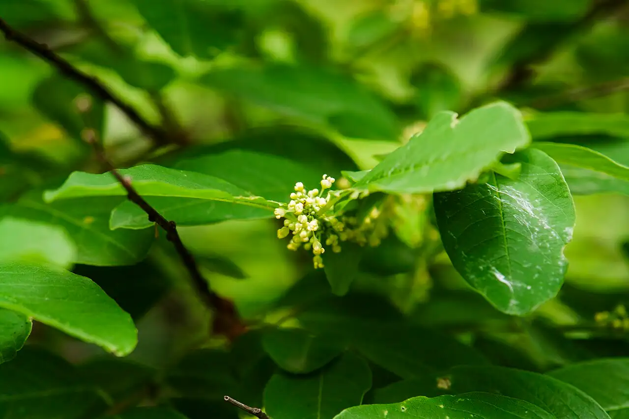 一叶萩 (Flueggea suffruticosa) — 更多视角