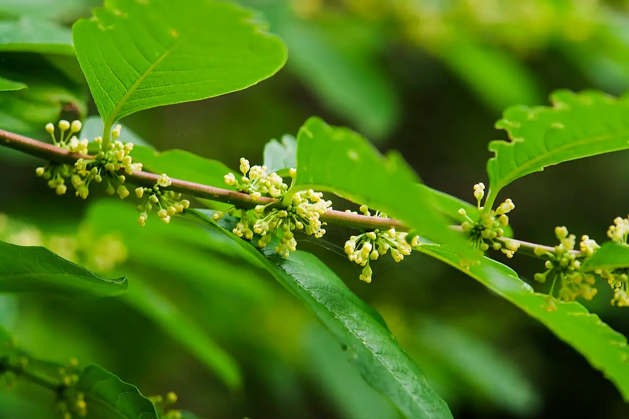 一叶萩 (Flueggea suffruticosa) — 更多视角