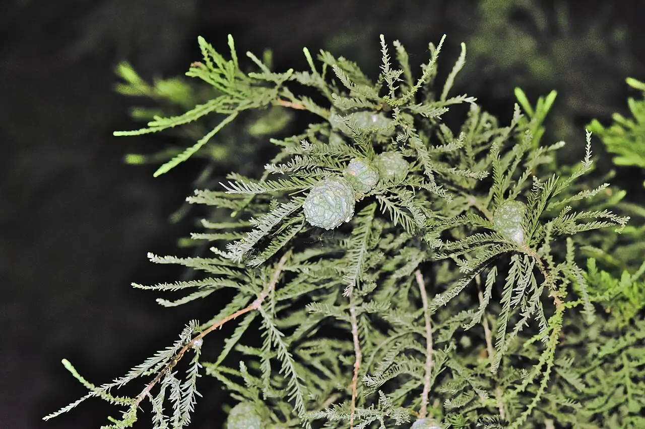 墨西哥落羽杉 (Taxodium mucronatum) — 更多视角