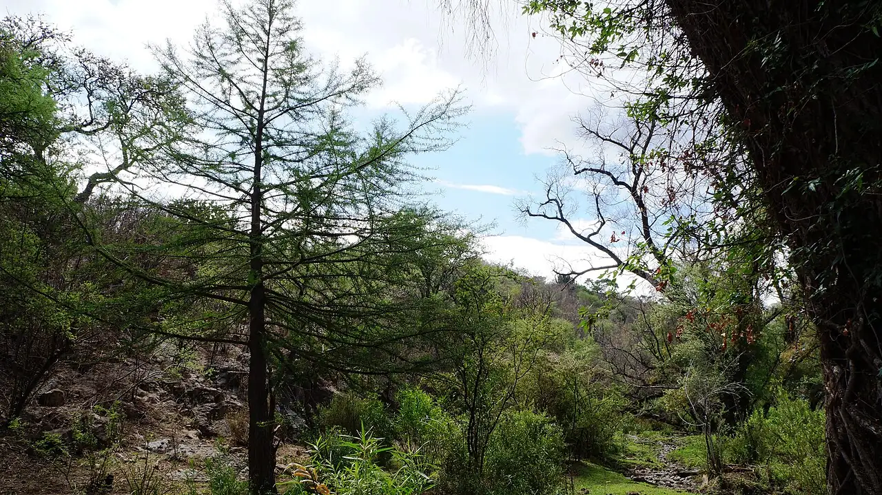 墨西哥落羽杉 (Taxodium mucronatum) — 更多视角