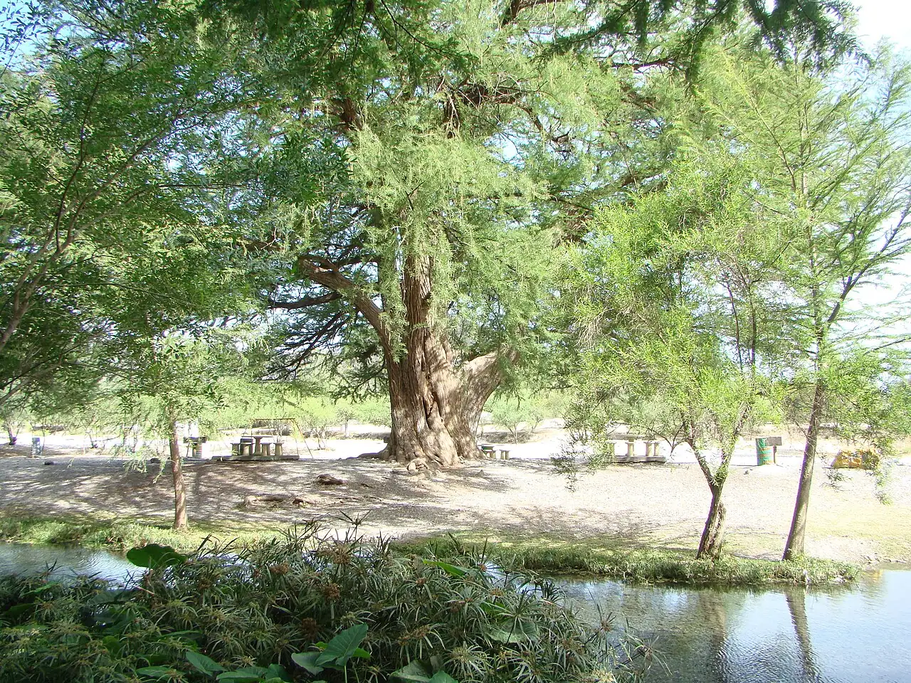 墨西哥落羽杉 (Taxodium mucronatum) — 更多视角