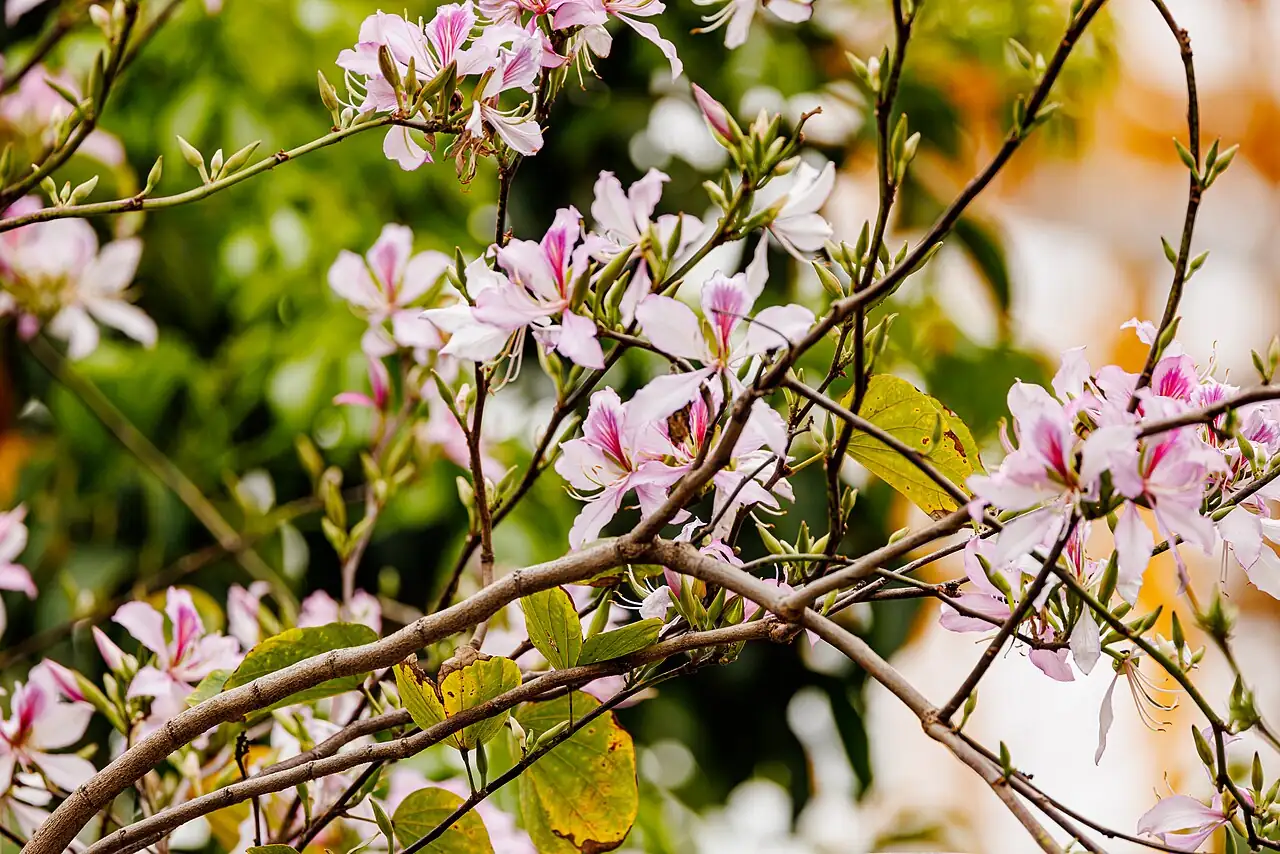 紫荆 (Cercis chinensis) — 特写