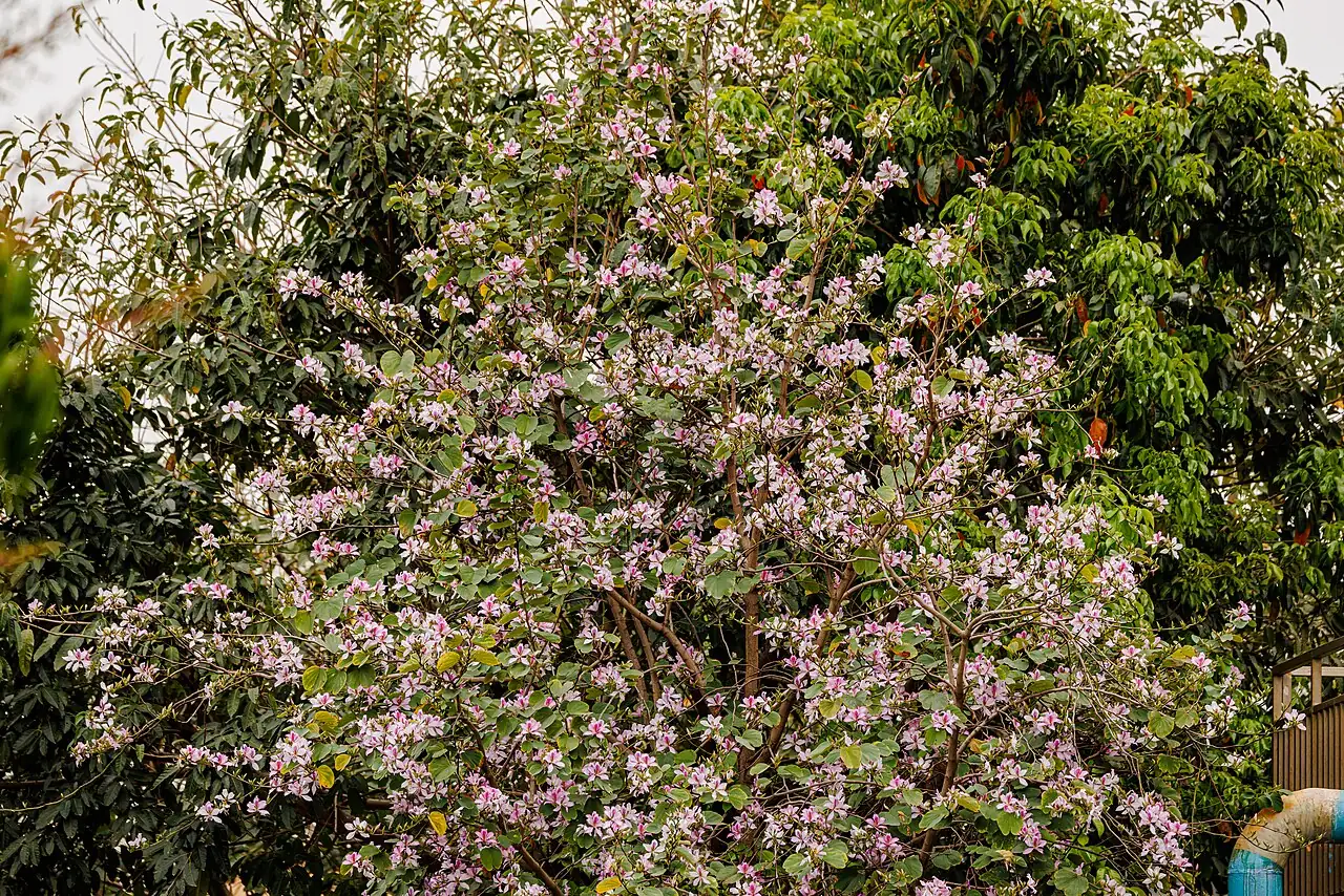 紫荆 (Cercis chinensis) — 环境展示