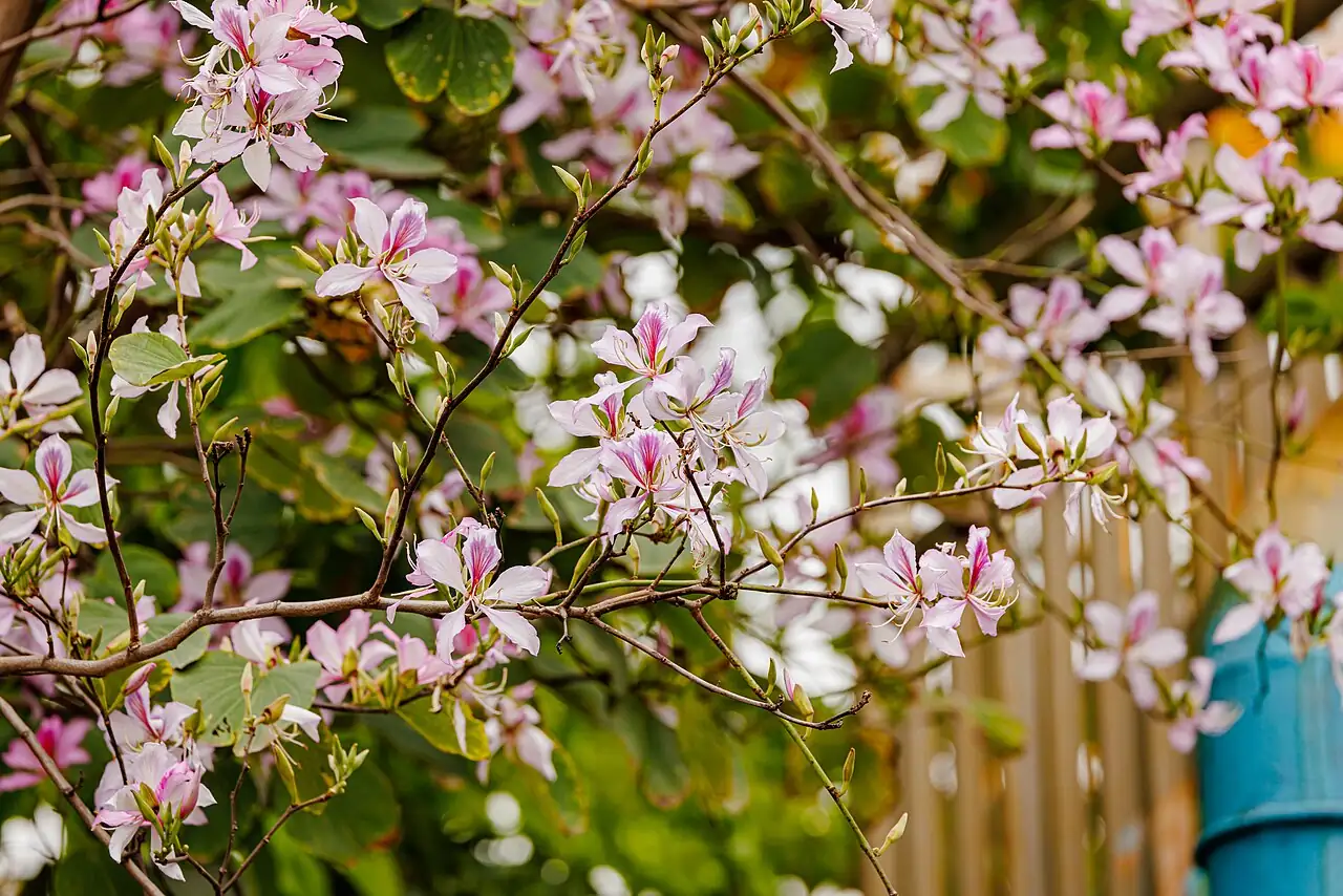 紫荆 (Cercis chinensis) — 更多视角