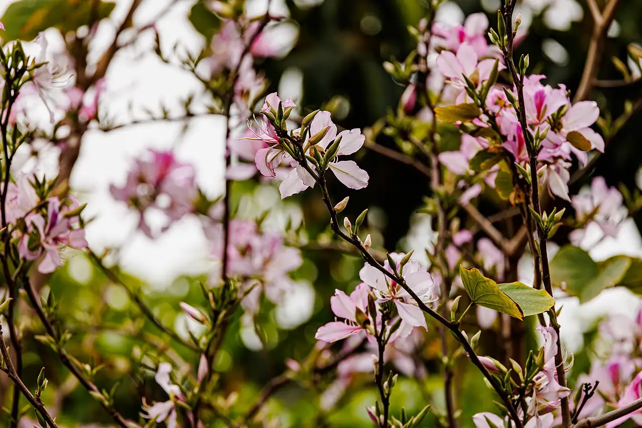 紫荆 (Cercis chinensis) — 更多视角