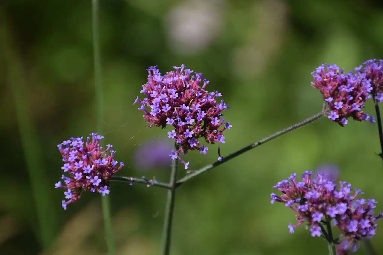 柳叶马鞭草 (Verbena bonariensis) — 更多视角