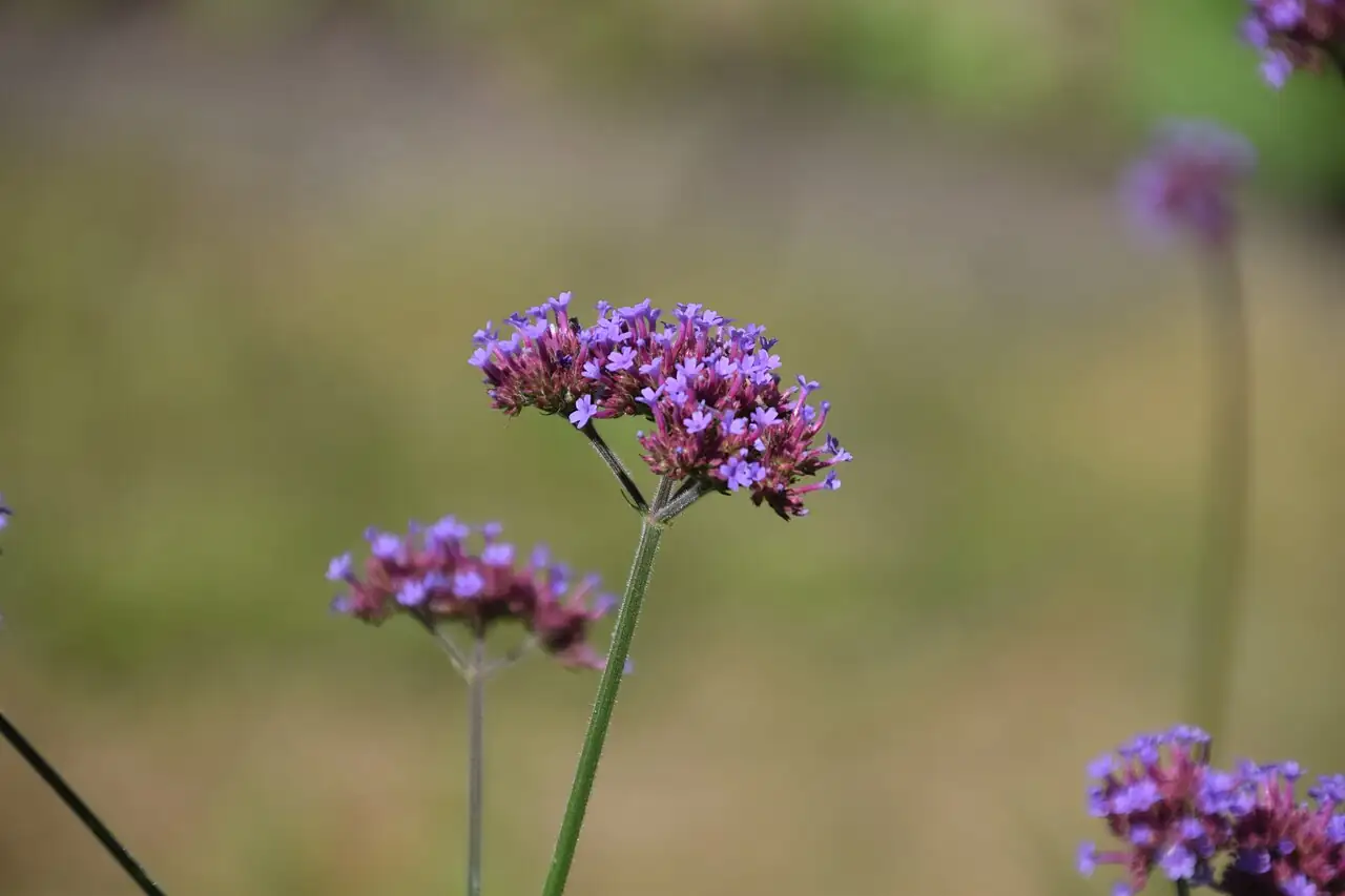 柳叶马鞭草 (Verbena bonariensis) — 更多视角